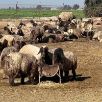 ترمینال دام کل استان ارسال تمام تهران