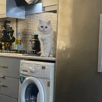 پرشین سوپر فلت