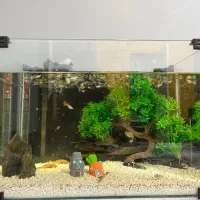 اکواریوم شیشه خم ماهی کپی گوپی