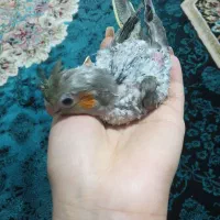 سه عدد جوجه عروس هلندی|پرنده|پاکدشت, پاکدشت (مامازند)|دیوار