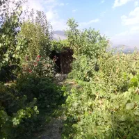 هرس و اسپارت درختان