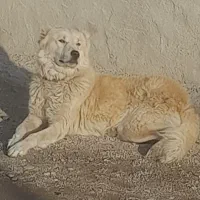 سگ گله معاوضه با سگ نگهبان