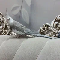 معاوضه با حیوانات مزرعه