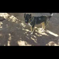 سگ توله خراسانی