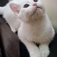 گربه پرشین نر