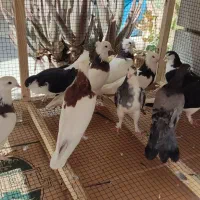 طوقی کاغذی اصفهانی