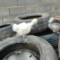 جوجه ابریشمی و برهما|حیوانات مزرعه|رامیان, |دیوار