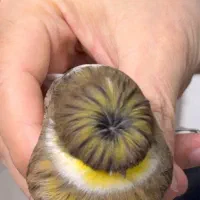 قناری کلاستر  فائو کبالت