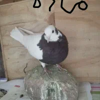 کفتر طوقی|پرنده|پردیس, فاز ۱|دیوار