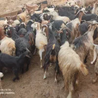 بز و تی بز و بزغاله  چاق کشتاری رغنی