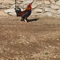 خرووس کوردی|حیوانات مزرعه|بانه, |دیوار