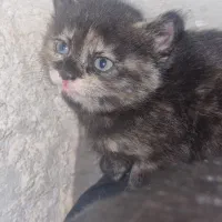 بچه گربه