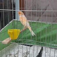 قناری نرقرص بخون وماده اماده جفت