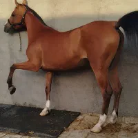 مادیان دره شوری