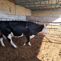 گاو آبستن سنگین