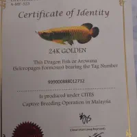 ماهی اکواریوم اروانا گلدن ۲۴k|ماهی|کرمان, |دیوار