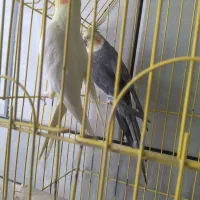 عروس هلندی کفتر|پرنده|خمینی‌شهر, |دیوار