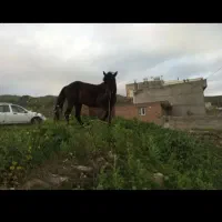 اسب|اسب و تجهیزات اسب‌سواری|آبش احمد, |دیوار