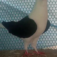 کفتر افغانی
