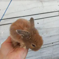 خرگوش یکماهه