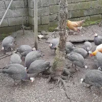 مرغ شاخدار|حیوانات مزرعه|حویق, |دیوار