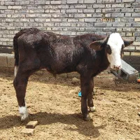 گوساله نر شیر خوار و علف خوار با گوساله نر و ماده