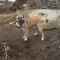 سگ محلی