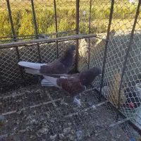 کبوتر|پرنده|بهارستان, |دیوار