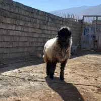 قوچ بختیاری