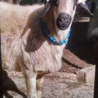 گوسفند قوچ تخمی هترو