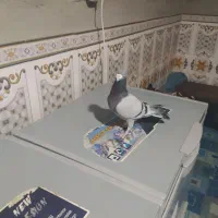 کیلومتری نر|پرنده|سراوان, |دیوار