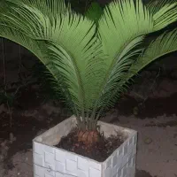 گل سیکاس