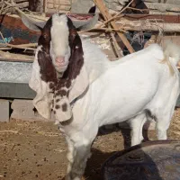 بز پاکستانی