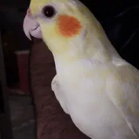 جوجه طوطی|پرنده|بروجرد, |دیوار