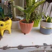 گل های اپارتمانی|گل و گیاه طبیعی|کرمانشاه, |دیوار