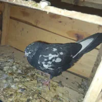 کبوتر|پرنده|حاجی آباد, |دیوار