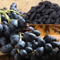 فروش نهال|گل و گیاه طبیعی|ارومیه, |دیوار