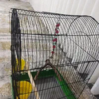 قفس|لوازم جانبی حیوانات|مریوان, |دیوار