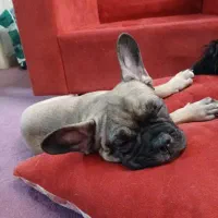 سگ فرنچ بولداگ|سگ|تهران, سهروردی|دیوار