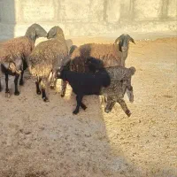 4تا میش بر|حیوانات مزرعه|قره چای, |دیوار