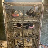 جفت کن گنجه جفتکنی جوجه کشی|لوازم جانبی حیوانات|تهران, جوادیه|دیوار