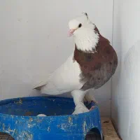 کفتر طوقی گمشده