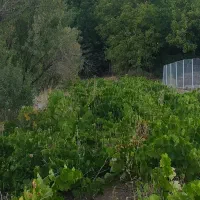 فروش باغ ، در شهرستان بسیار خوش آب و هوا|فروش زمین و ملک کلنگی|فریدونشهر, |دیوار