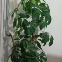 گل های آپارتمانی|گل و گیاه طبیعی|سردشت, |دیوار