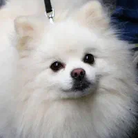 سگ پیدا شده