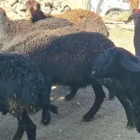 بره ماده قره قزل افشار صحیح و سالم|حیوانات مزرعه|زنجان, |دیوار