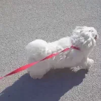 واگذاری سگ|سگ|مسجد سلیمان, |دیوار