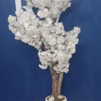 گل شکوفه درختچه