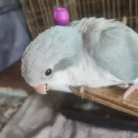 طوطی راهب بلواسکای اوپلاین رنگ خاص