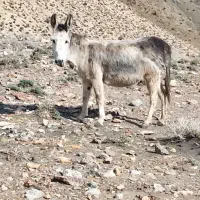 الاغ گله ای آرام